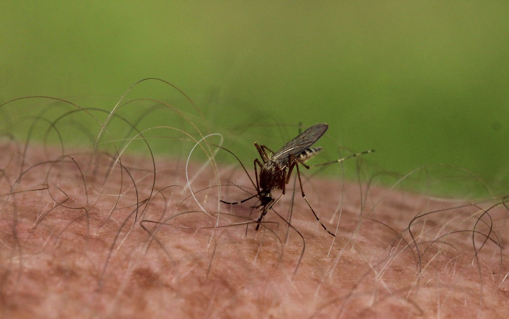 Dangers of Mosquitoes